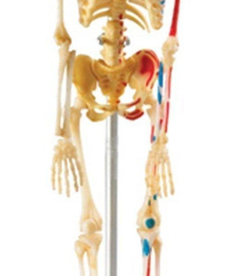 Learning Resources Skeleton Anatomy Model, 41-Piece Human Skeleton Display with Circulatory System, Educational Model for Kids 8+
