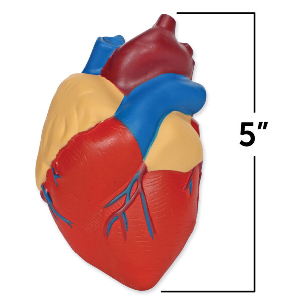 Learning Resources Cross-Section Human Heart Model, 13cm Soft Foam Anatomy Learning Toy, Realistically Detailed with Labeled & Self-Assessment Sides, Includes Activity Guide, Educational Science Toy for Ages 7+