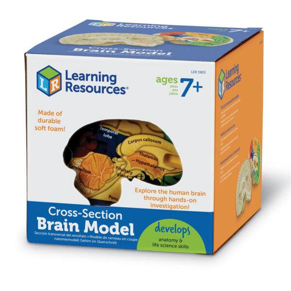 Learning Resources Cross-Section Human Brain Model, 13cm Soft Foam Anatomy Learning Toy, Realistically Detailed with Labeled & Self-Assessment Sides, Includes Activity Guide, Educational Science Toy for Ages 7+