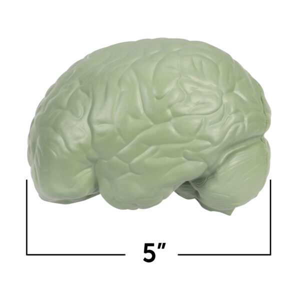 Learning Resources Cross-Section Human Brain Model, 13cm Soft Foam Anatomy Learning Toy, Realistically Detailed with Labeled & Self-Assessment Sides, Includes Activity Guide, Educational Science Toy for Ages 7+